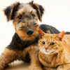 Companion Pet Care in Kingman