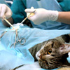 Pet Surgery in Kingman