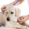 Preventative Pet Care in Kingman