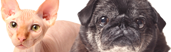 Kingman Veterinarian and Animal Hospital