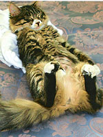 Stockton Hill Animal Hospital Pet of the Month