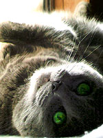 Stockton Hill Animal Hospital Pet of the Month