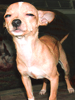 Stockton Hill Pet of the Month