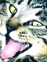 Stockton Hill Pet of the Month