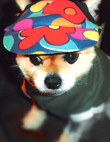 Stockton Hill Pet of the Month