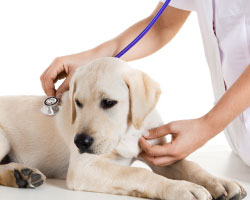 Kingman Annual Pet Examinations