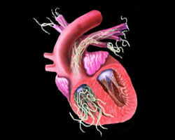 Kingman Pet Heartworms
