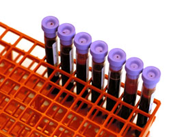 Kingman Pet Bloodwork and Testing