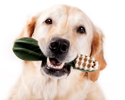 Kingman Pet Dental Care