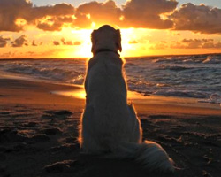 Kingman Pet Euthanasia Services Kingman Pet Euthanasia Services