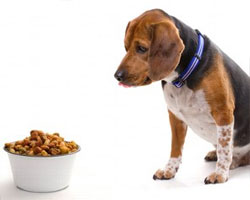 Kingman Pet Nutritional Counseling and Pet Food