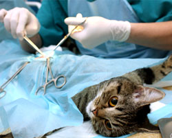 Kingman Pet Surgery Kingman Pet Surgery