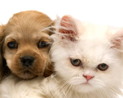 Kingman Puppy and Kitten Vaccinations