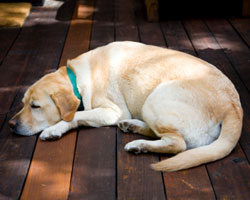Kingman Senior Pet Care