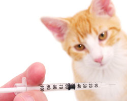 Kingman Pet Vaccinations