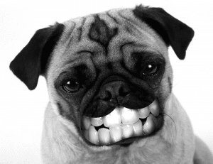 Smiling Pug