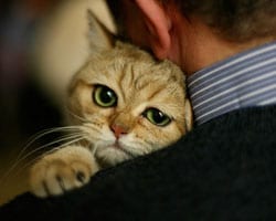 animal care