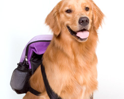 Kingman Pet Boarding and Kennels